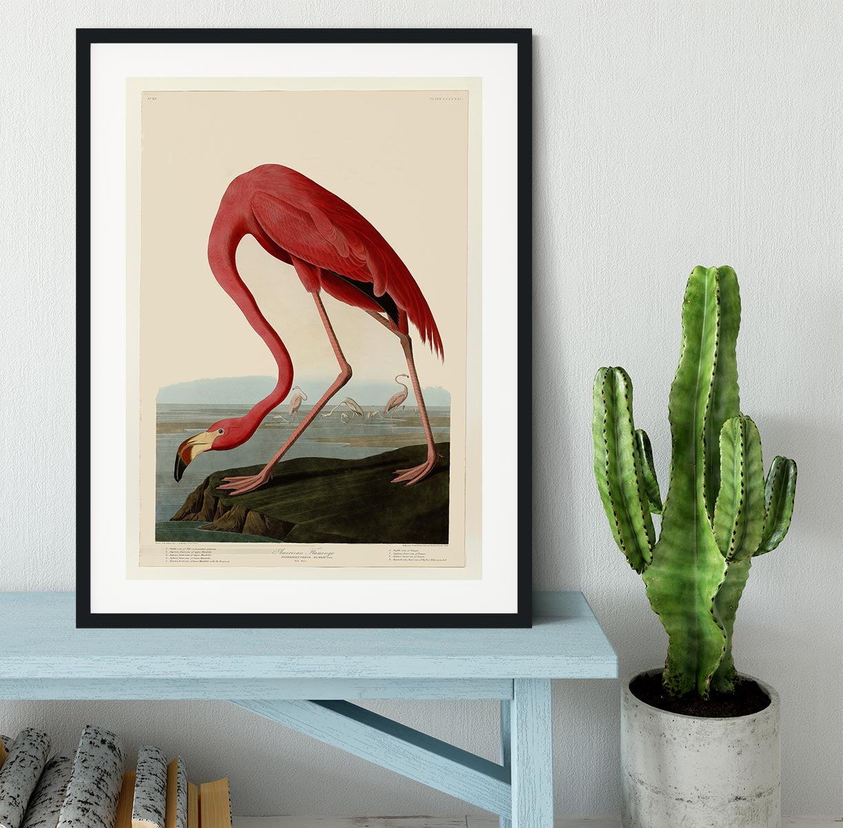 American Flamingo 2 by Audubon Framed Print - Canvas Art Rocks - 1