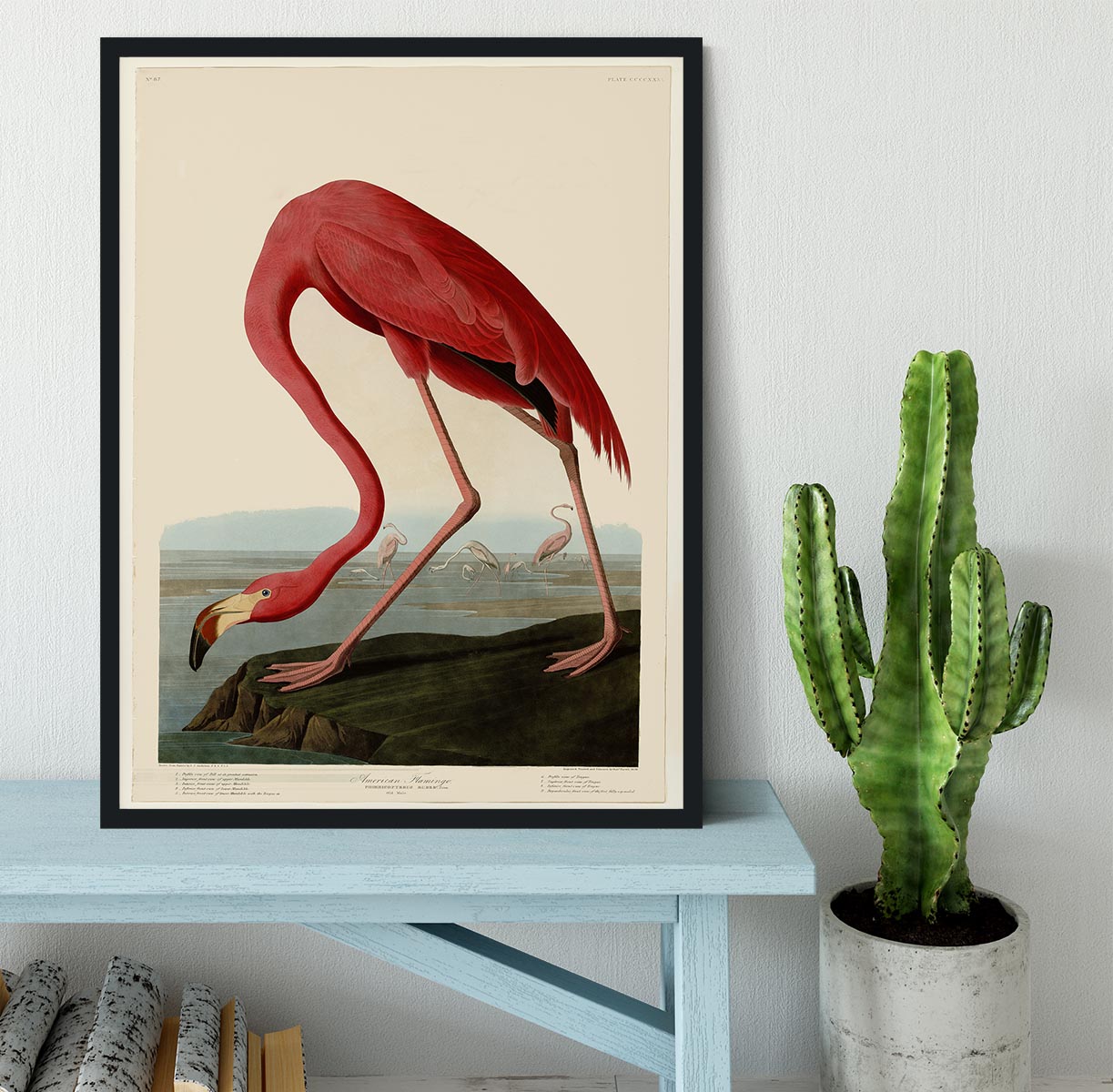 American Flamingo 2 by Audubon Framed Print - Canvas Art Rocks - 2