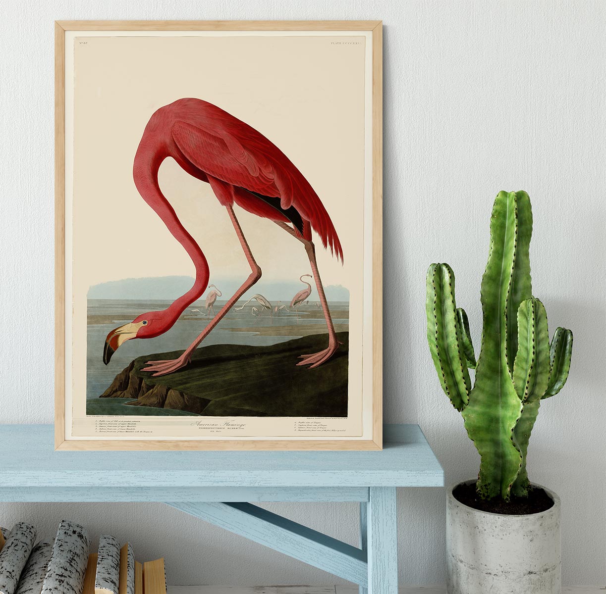 American Flamingo 2 by Audubon Framed Print - Canvas Art Rocks - 4