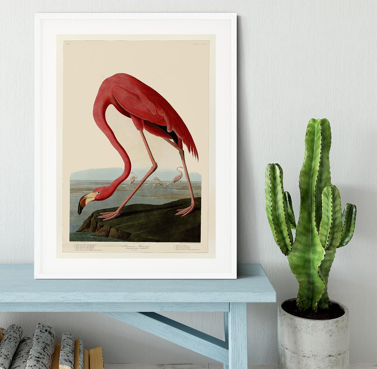 American Flamingo 2 by Audubon Framed Print - Canvas Art Rocks - 5