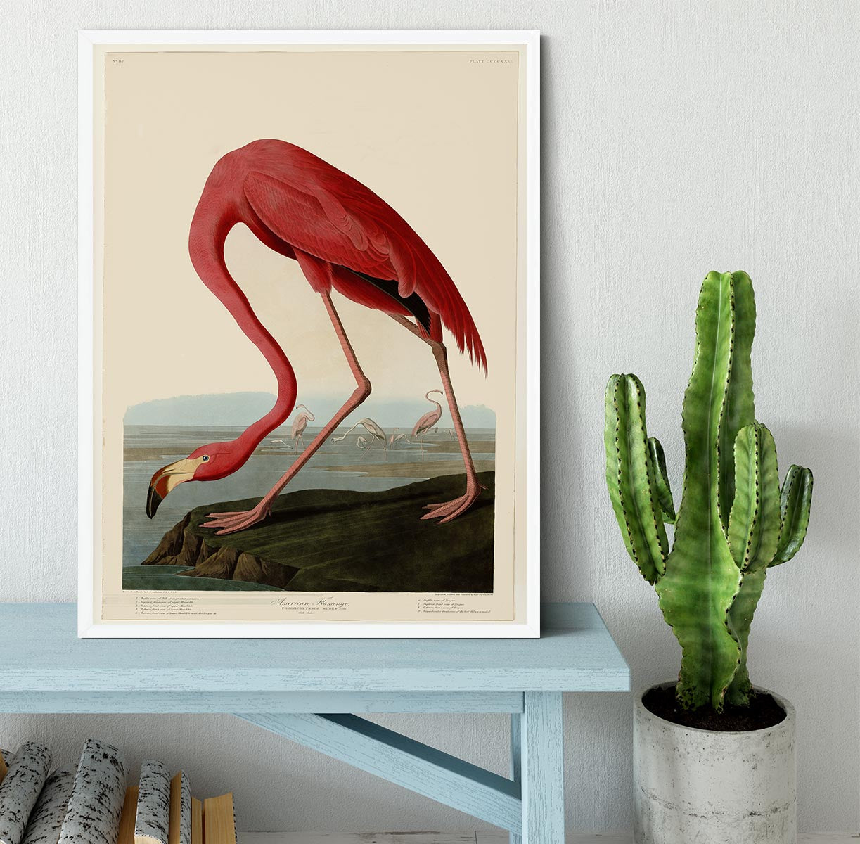 American Flamingo 2 by Audubon Framed Print - Canvas Art Rocks -6