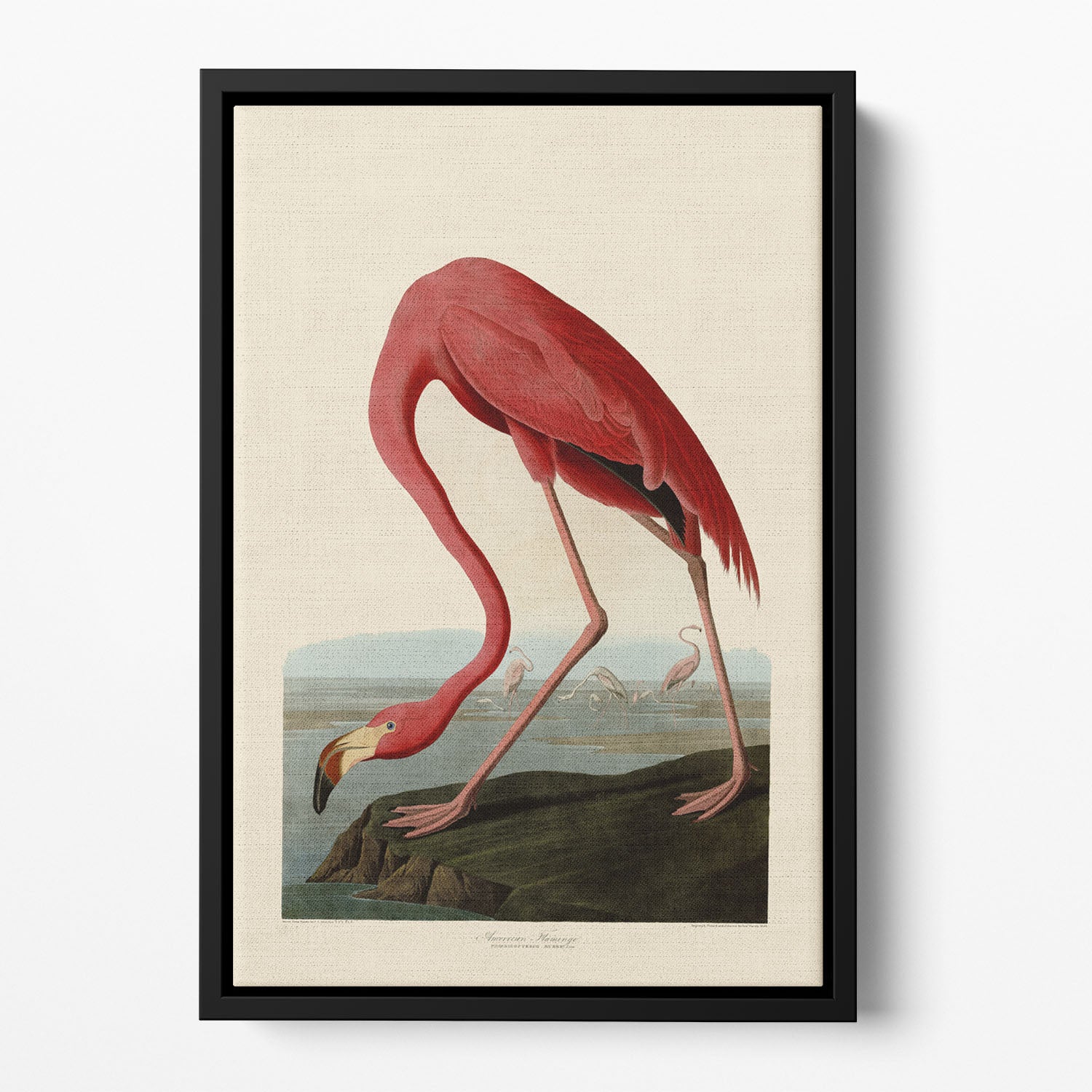 American Flamingo by Audubon Floating Framed Canvas