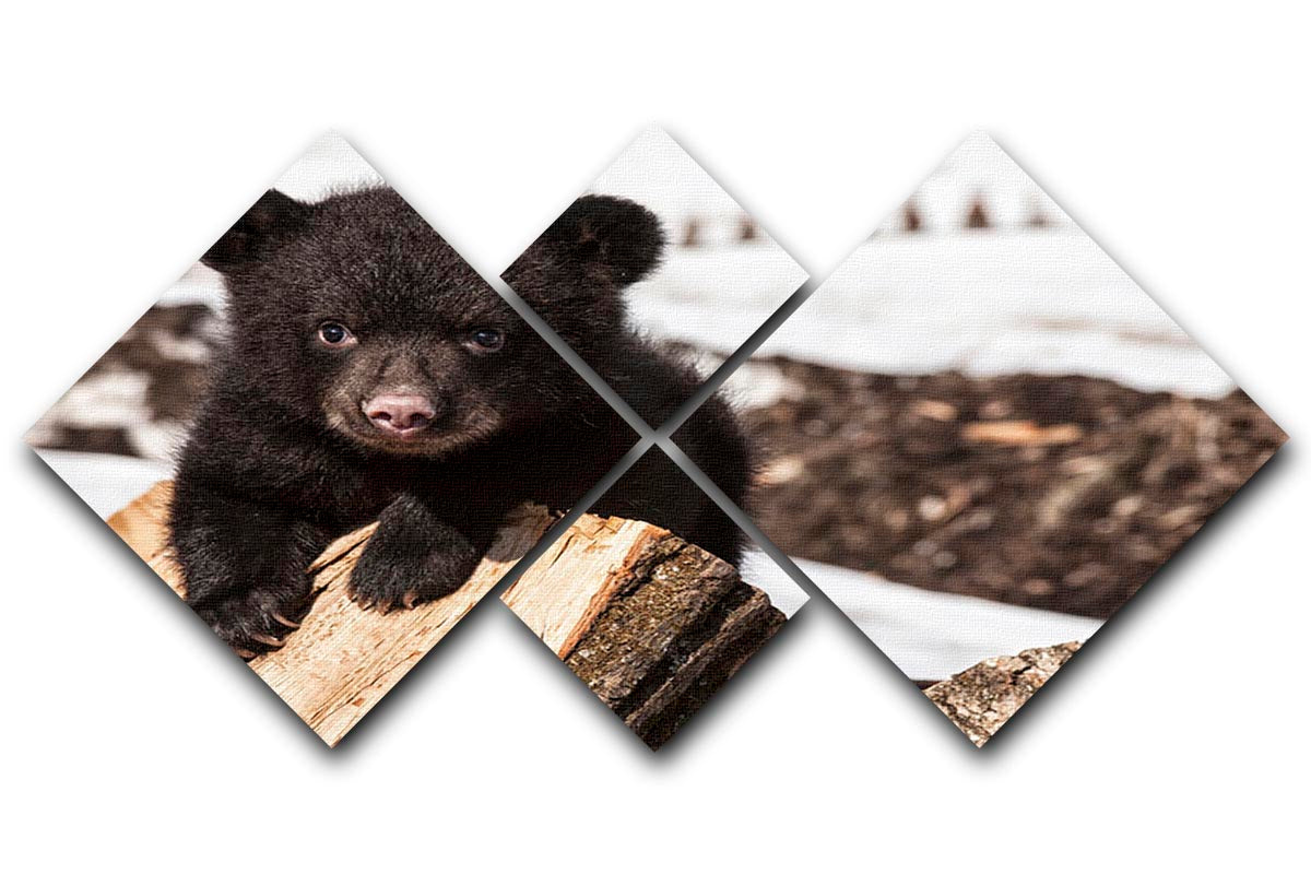 American black bear cub 4 Square Multi Panel Canvas - Canvas Art Rocks - 1