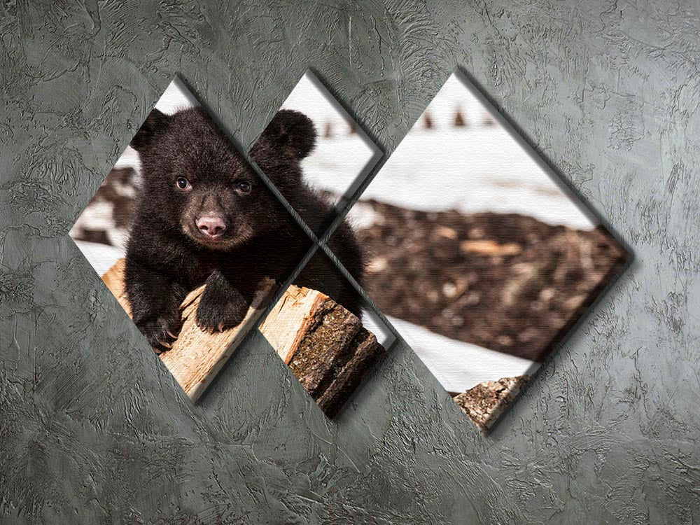 American black bear cub 4 Square Multi Panel Canvas - Canvas Art Rocks - 2