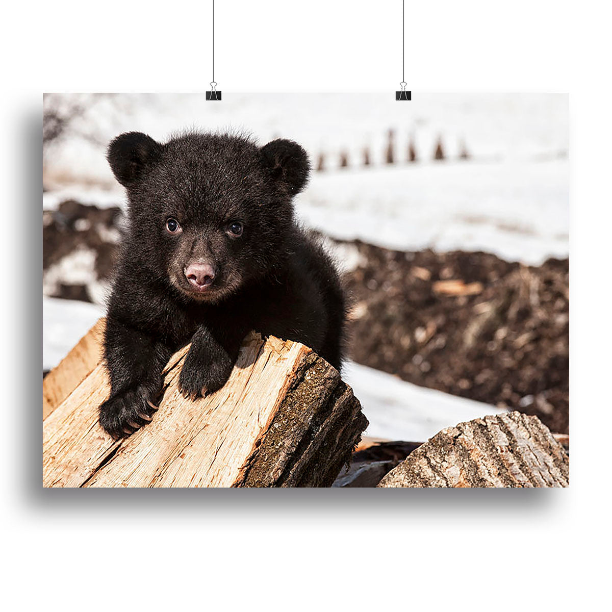 American black bear cub Canvas Print or Poster - Canvas Art Rocks - 2