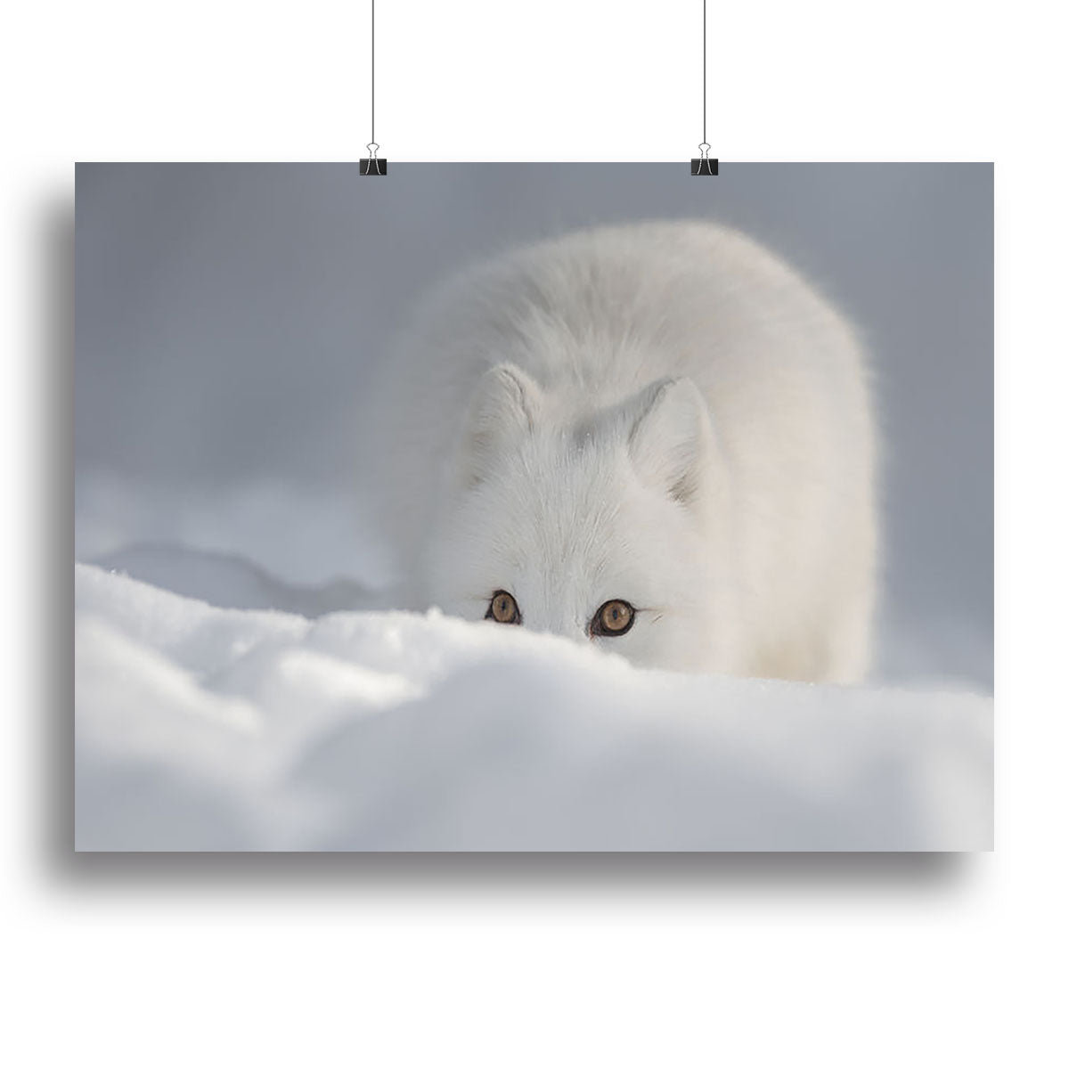 An Arctic Fox peering over a snow drift Canvas Print or Poster - Canvas Art Rocks - 2