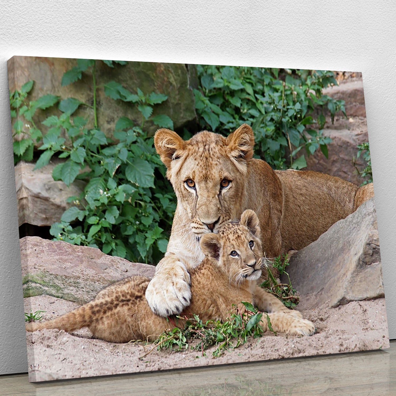 An older lioness is playing with her baby sister Canvas Print or Poster - Canvas Art Rocks - 1