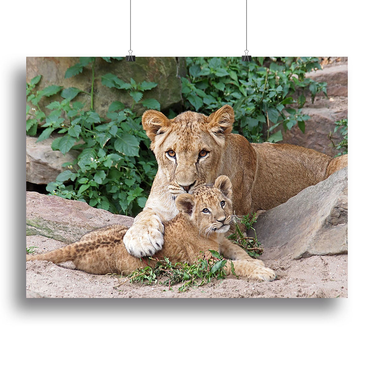 An older lioness is playing with her baby sister Canvas Print or Poster - Canvas Art Rocks - 2
