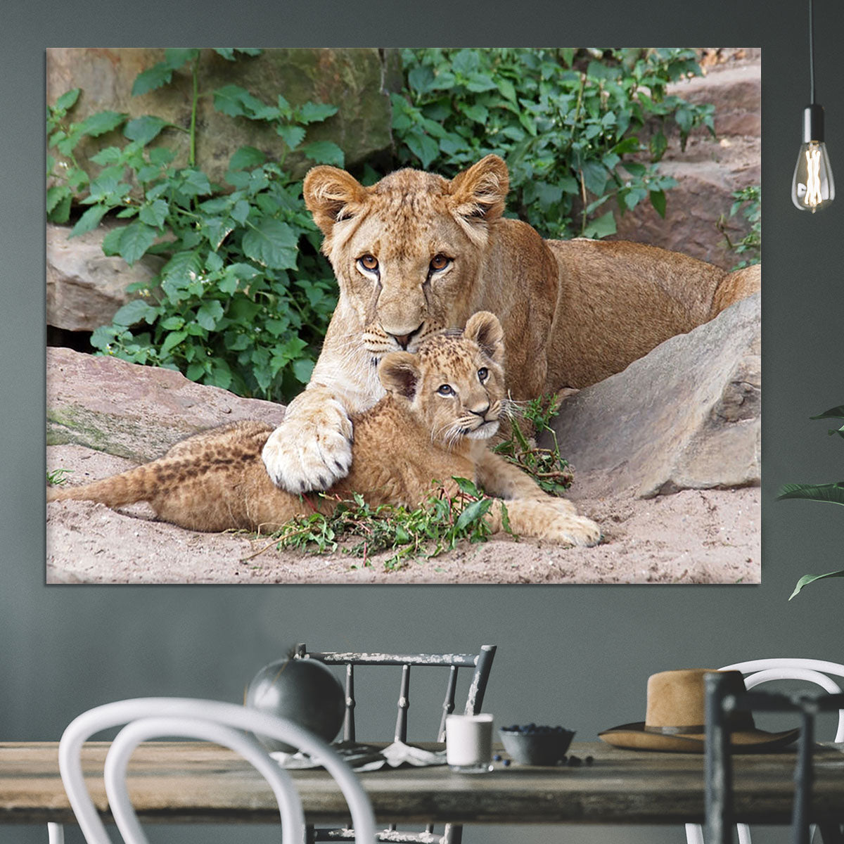 An older lioness is playing with her baby sister Canvas Print or Poster - Canvas Art Rocks - 3
