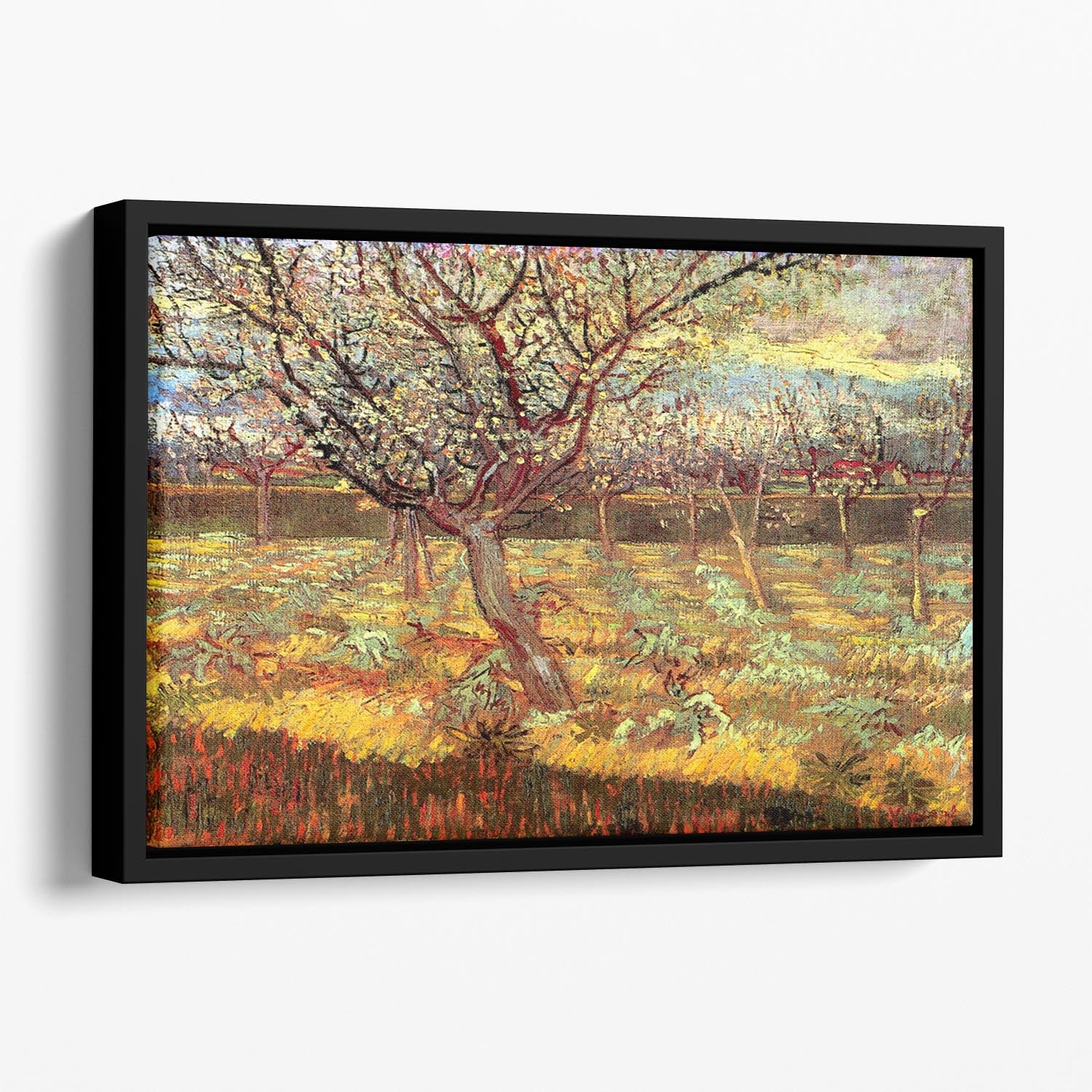 Apricot Trees in Blossom by Van Gogh Floating Framed Canvas