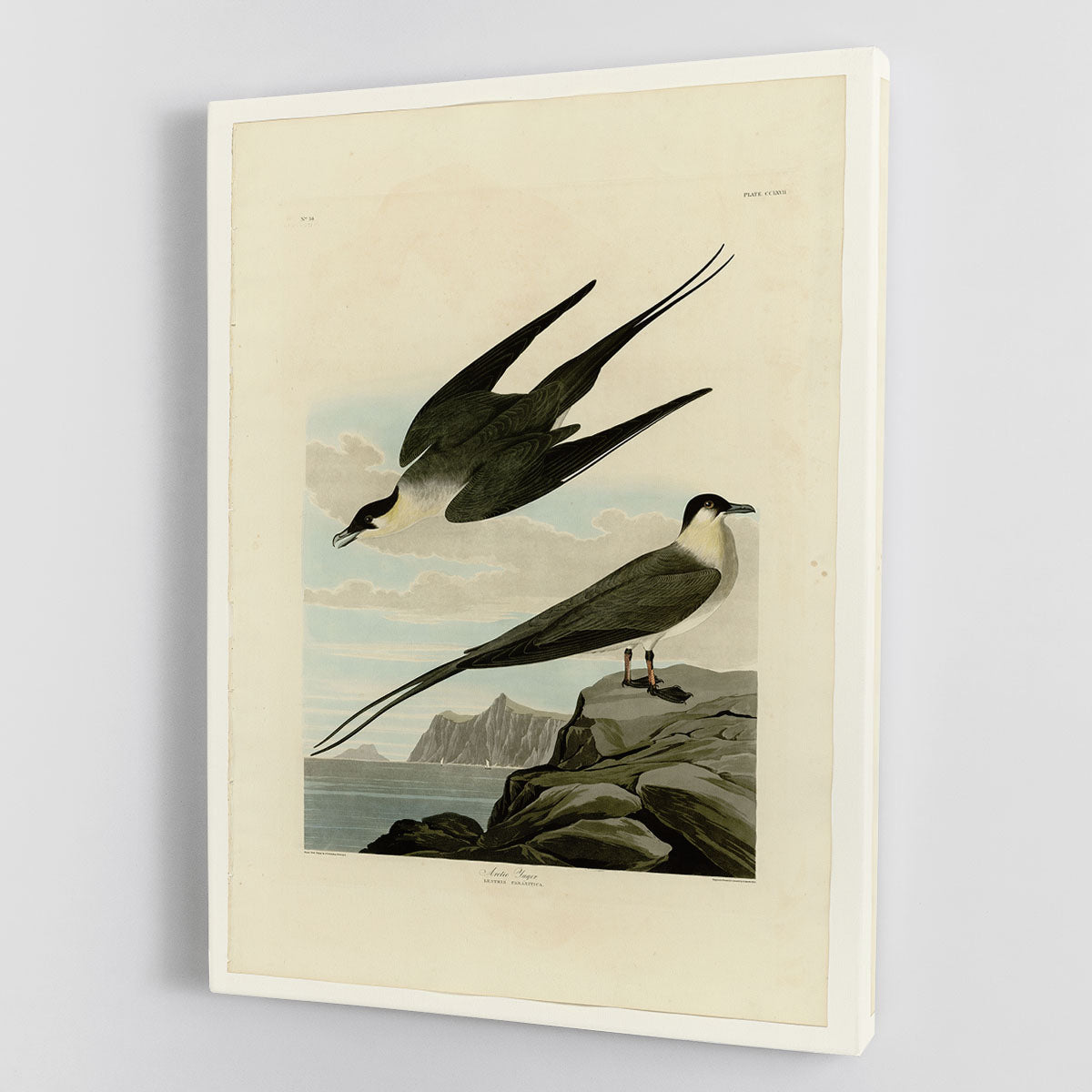 Arctic Yager by Audubon Canvas Print or Poster - Canvas Art Rocks - 1