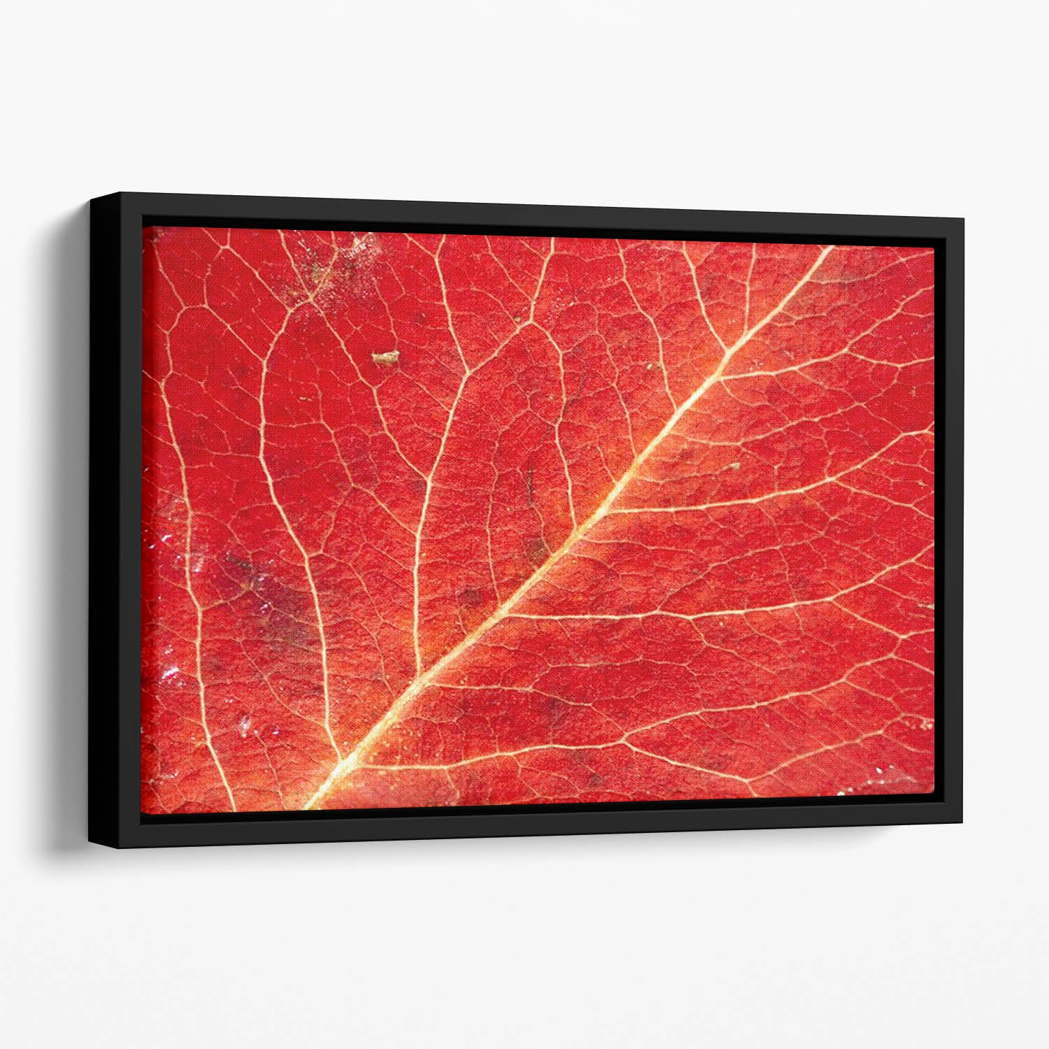Autumn leaf Floating Framed Canvas