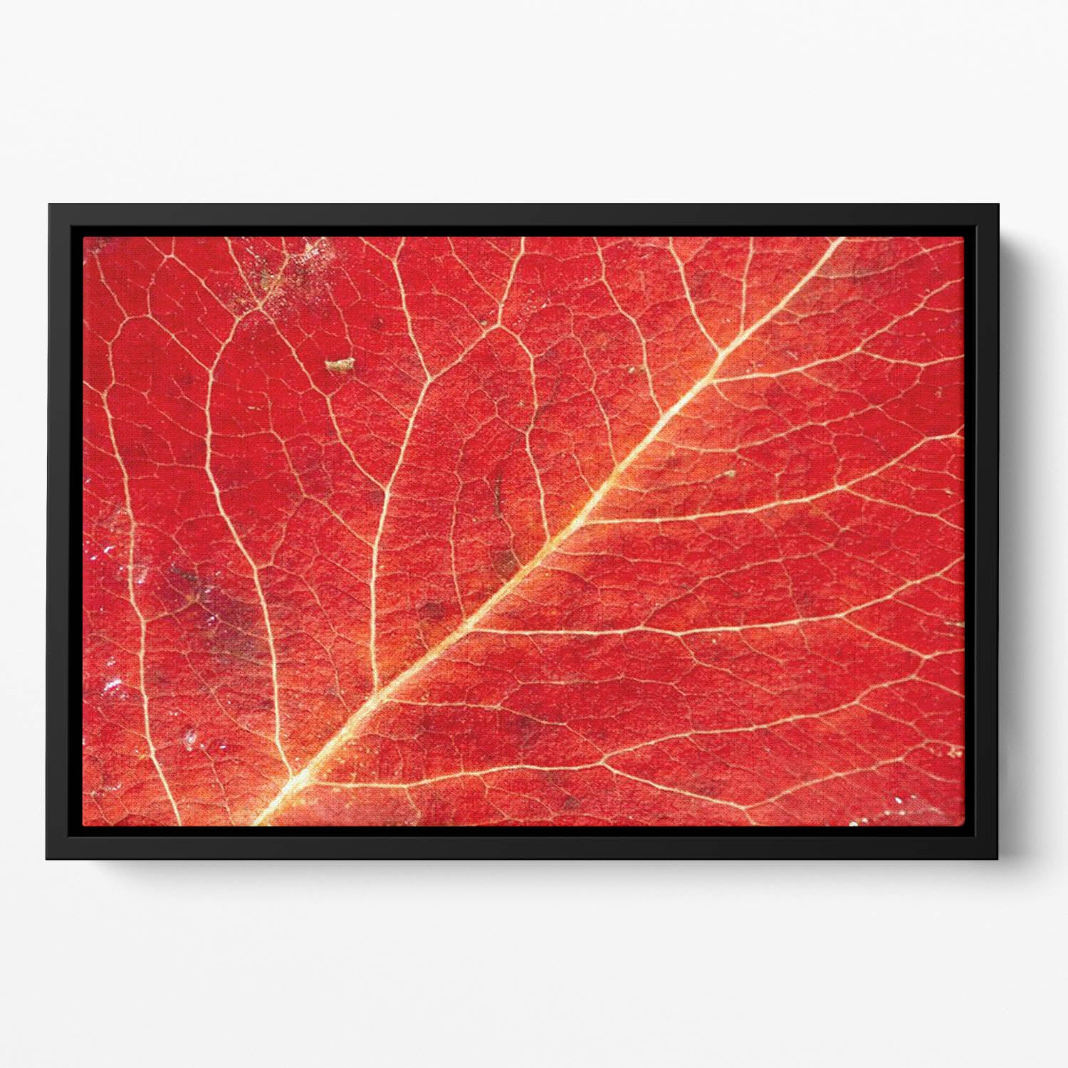 Autumn leaf Floating Framed Canvas