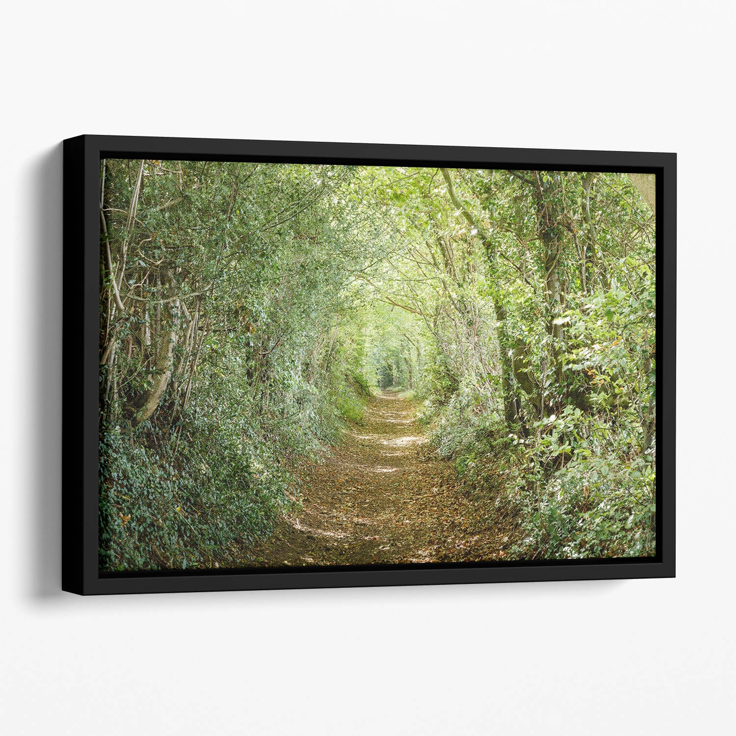 Avenue of trees Floating Framed Canvas
