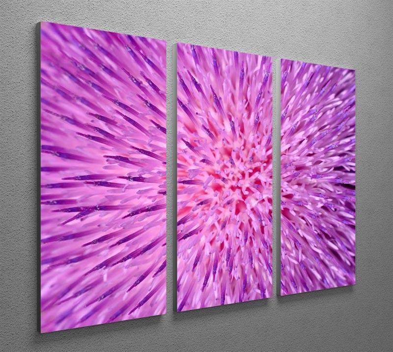 Background of thistle flower 3 Split Panel Canvas Print - Canvas Art Rocks - 2
