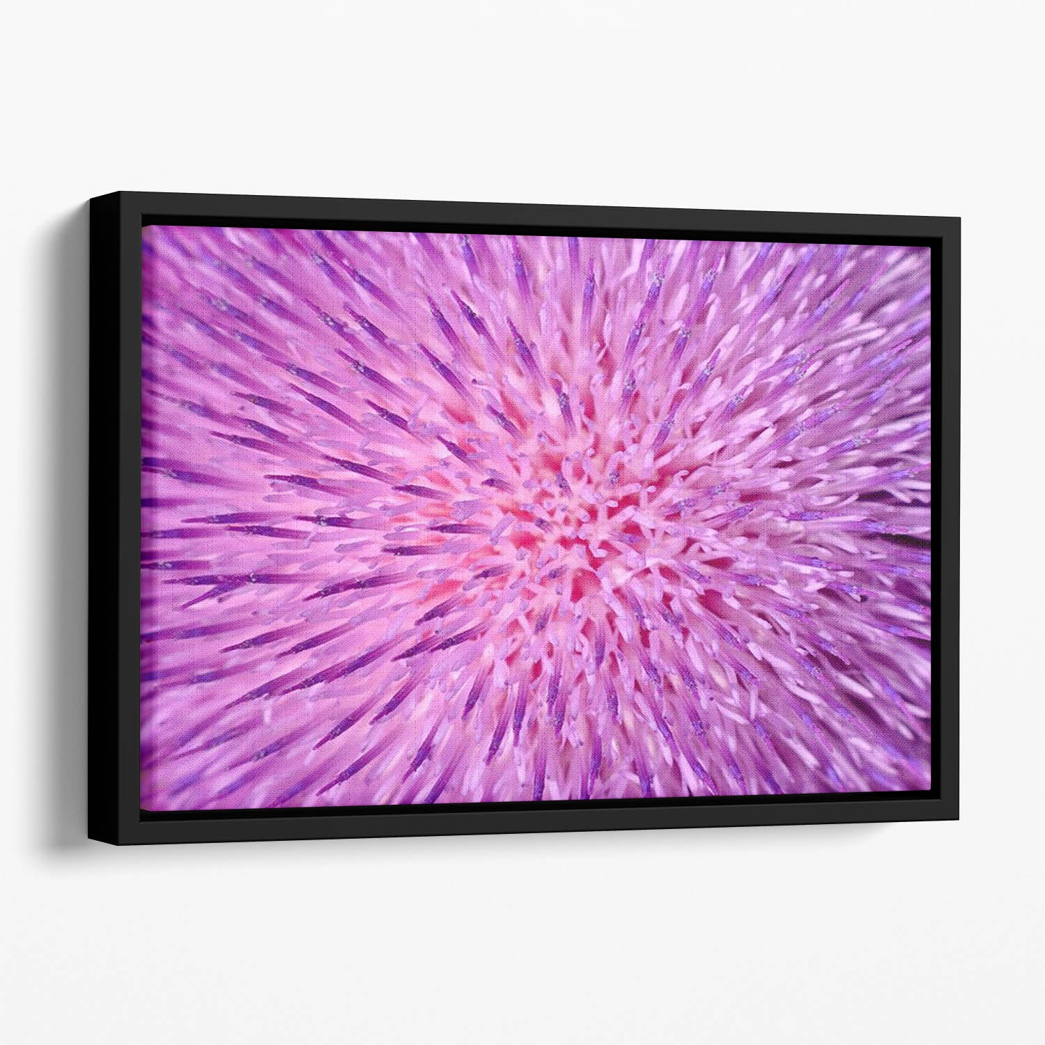 Background of thistle flower Floating Framed Canvas