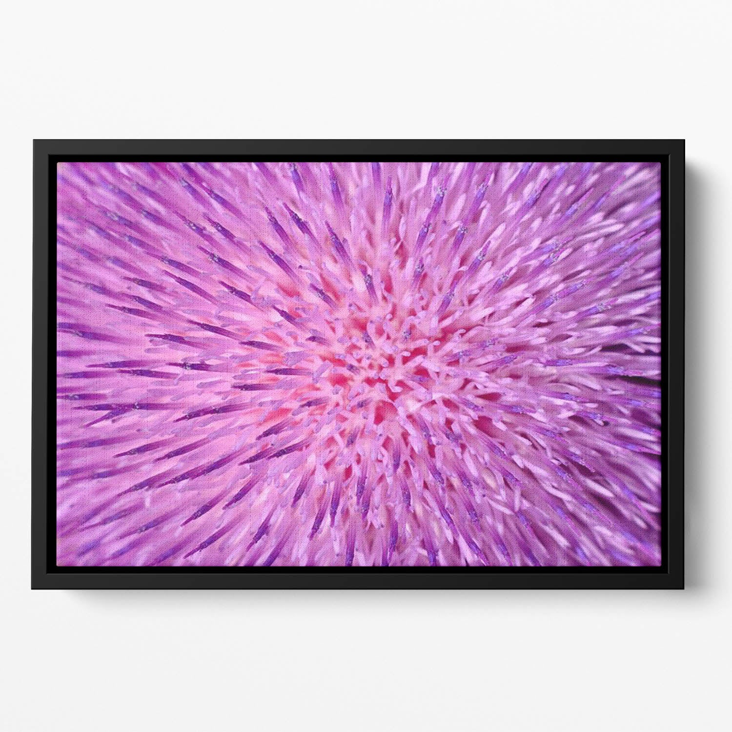 Background of thistle flower Floating Framed Canvas