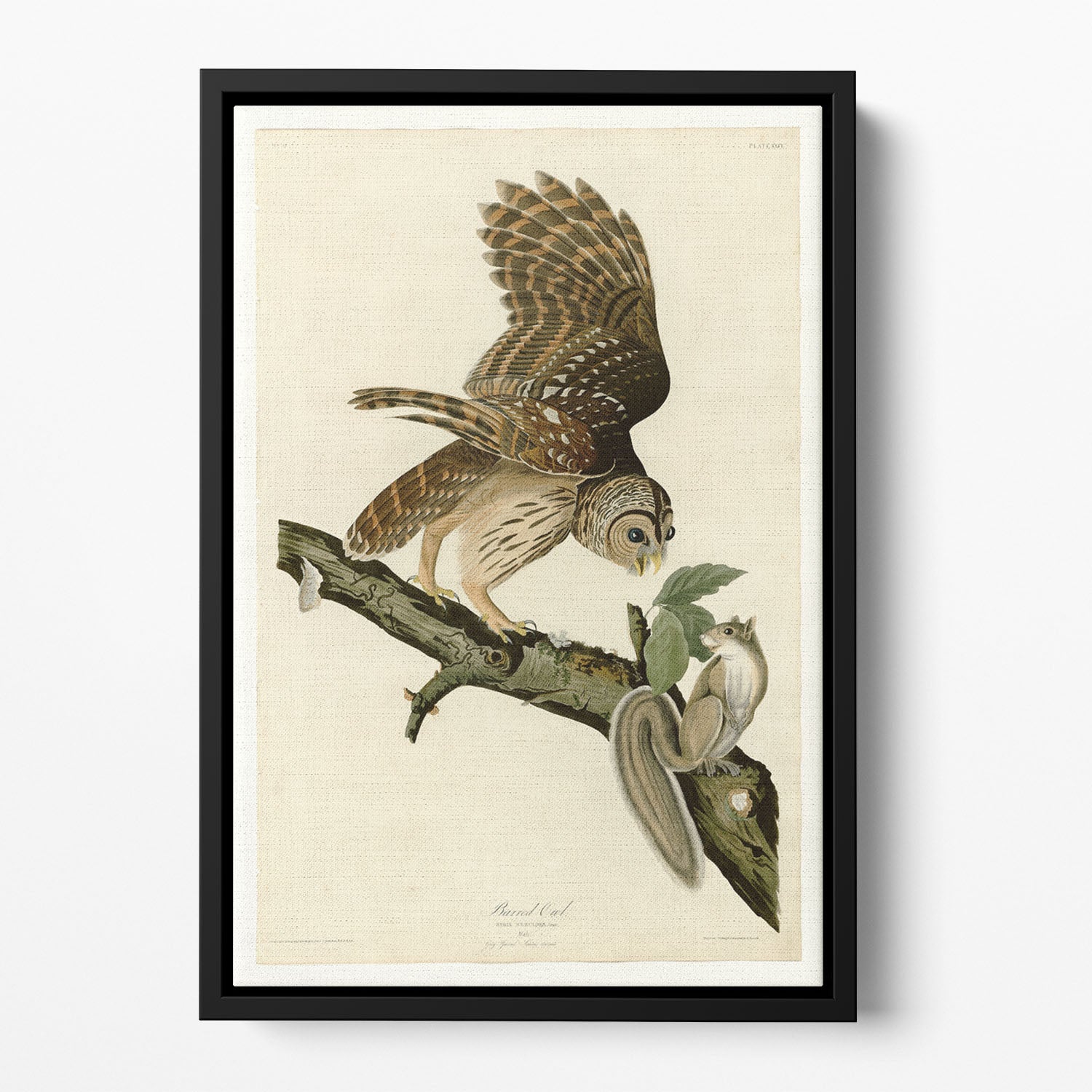 Barred Owl by Audubon Floating Framed Canvas
