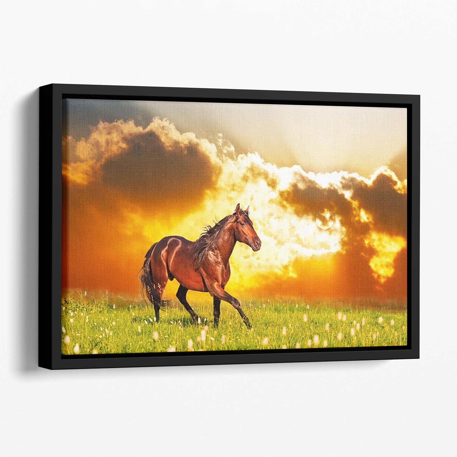 Bay horse skips on a meadow against a sunset Floating Framed Canvas - Canvas Art Rocks - 1