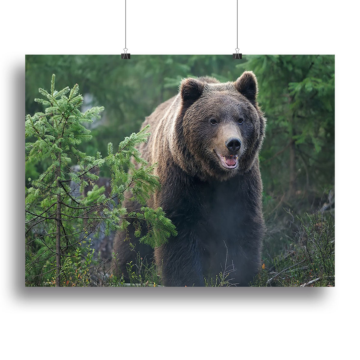Bear in forest Canvas Print or Poster - Canvas Art Rocks - 2