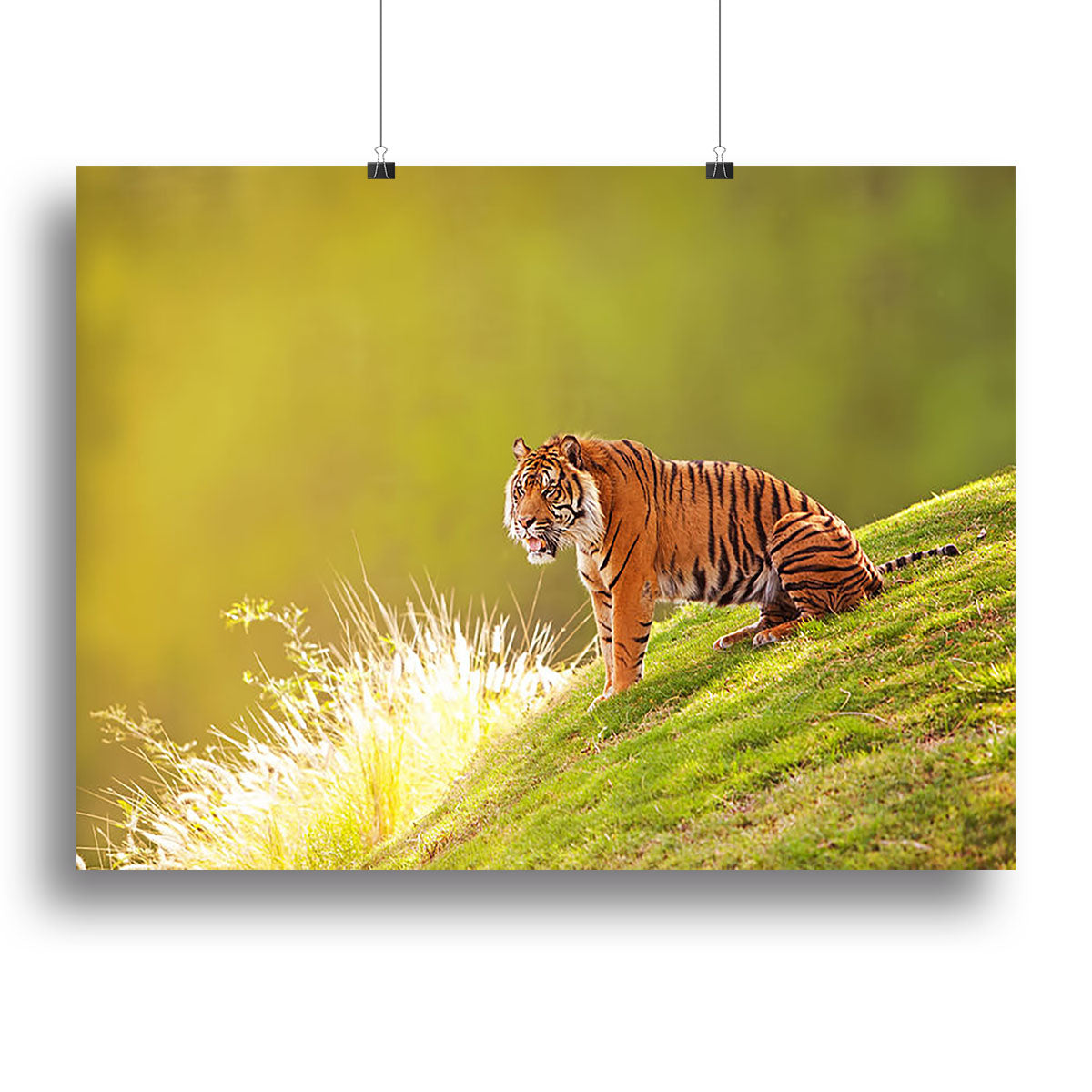 Beautiful Sumatran Tiger Canvas Print or Poster - Canvas Art Rocks - 2