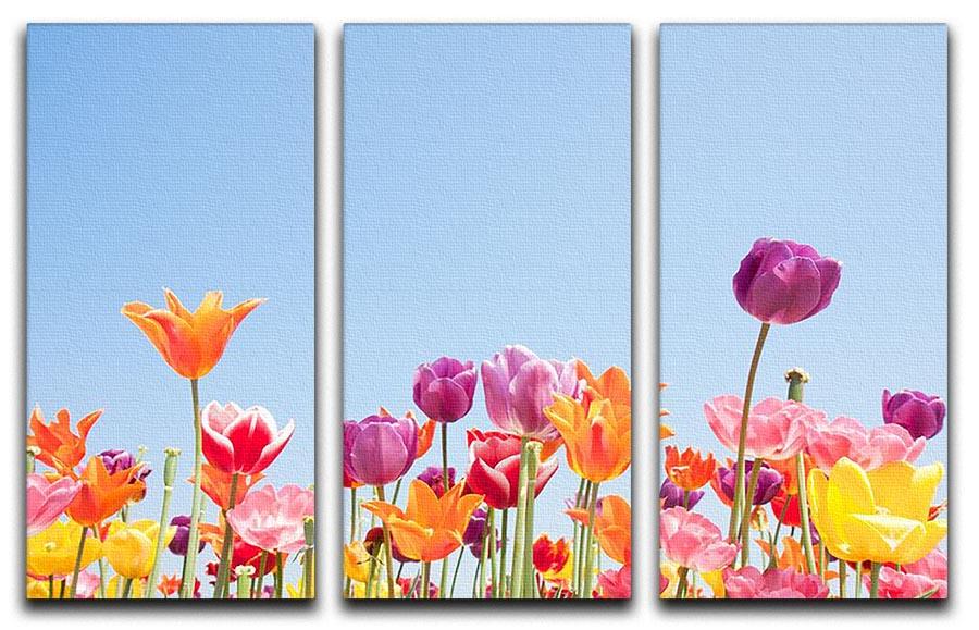 Beautiful coloured flowers 3 Split Panel Canvas Print - Canvas Art Rocks - 1