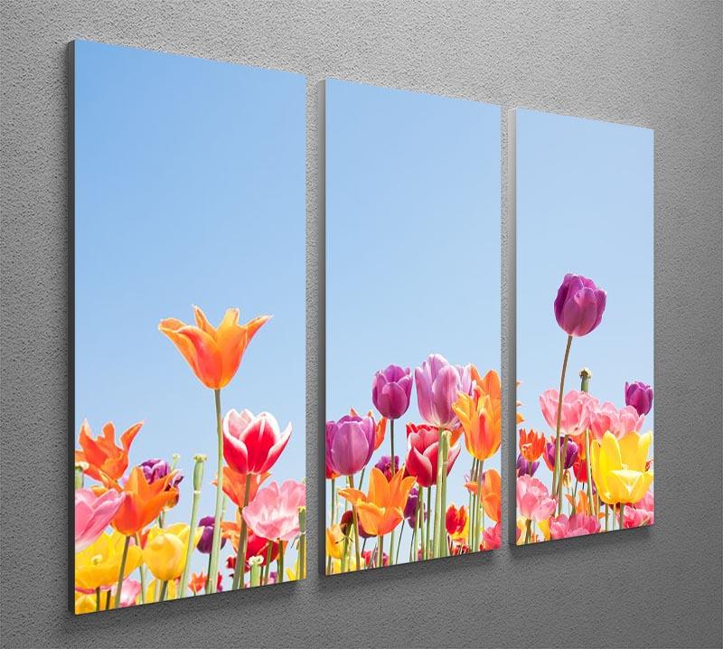 Beautiful coloured flowers 3 Split Panel Canvas Print - Canvas Art Rocks - 2