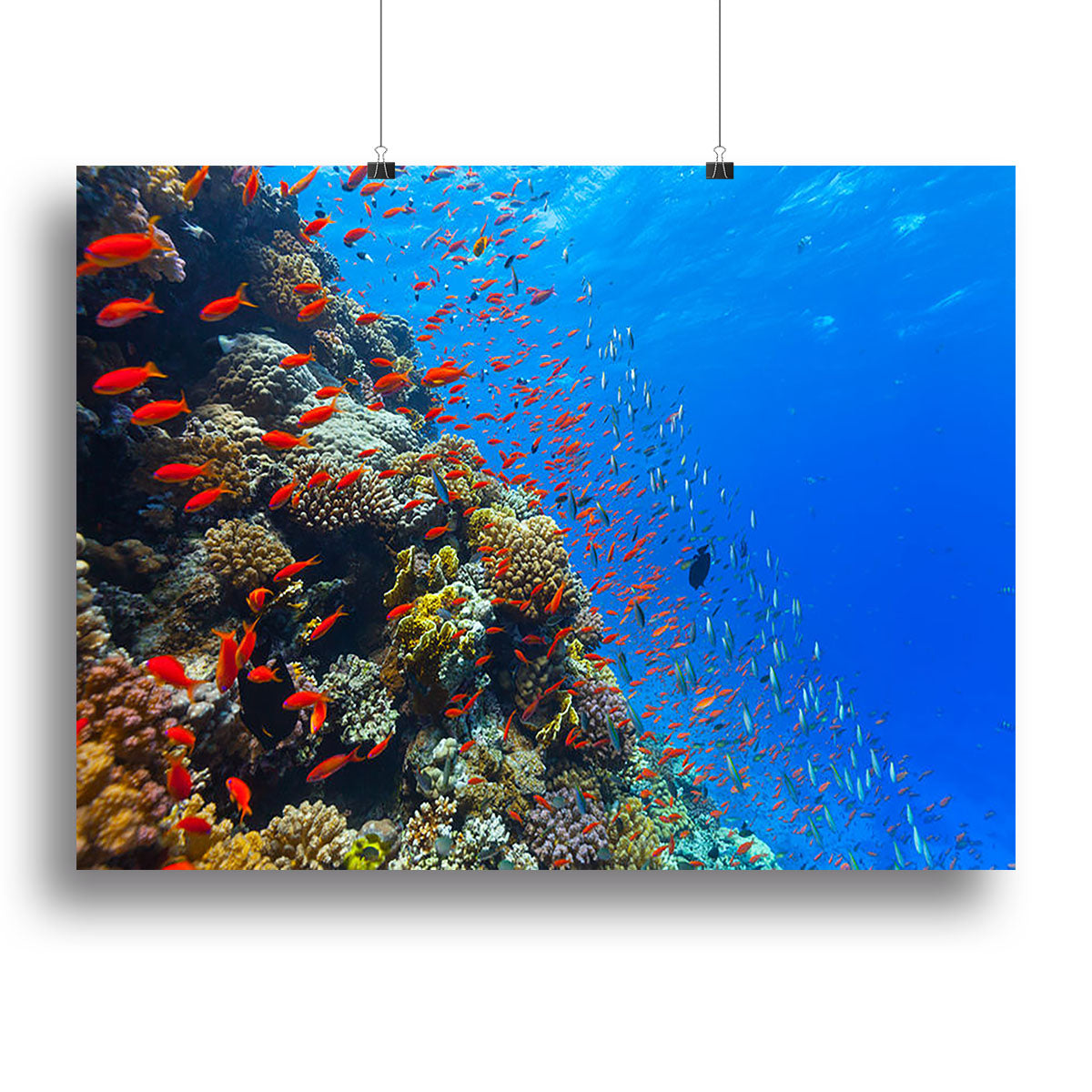 Beautiful coral reef with fish in Red sea Canvas Print or Poster - Canvas Art Rocks - 2