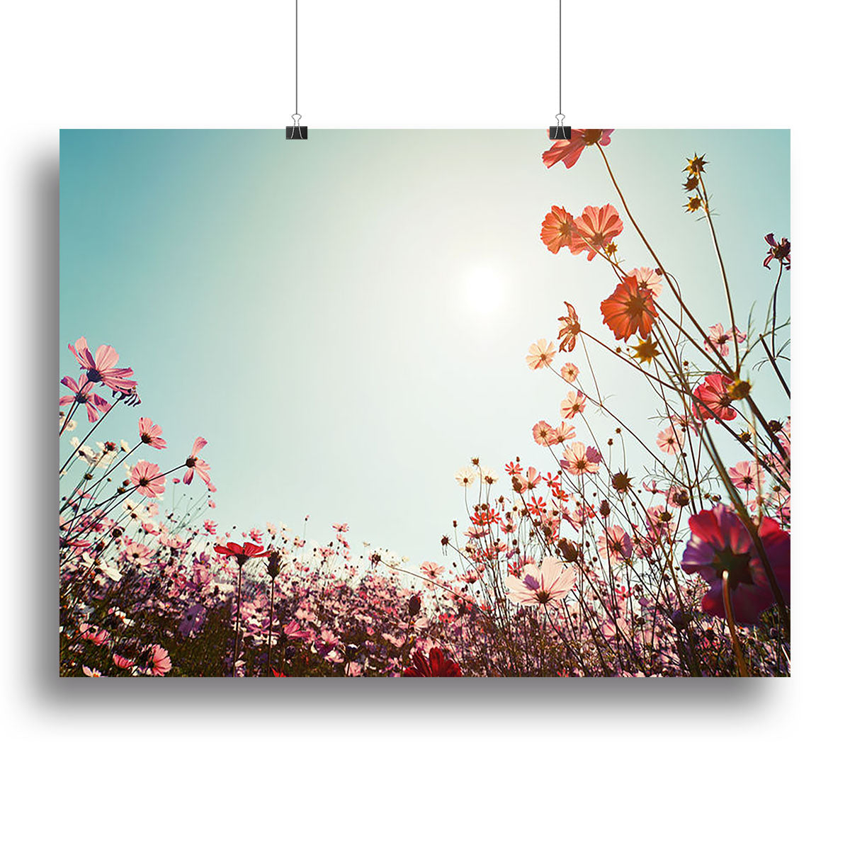 Beautiful cosmos flower field Canvas Print or Poster - Canvas Art Rocks - 2
