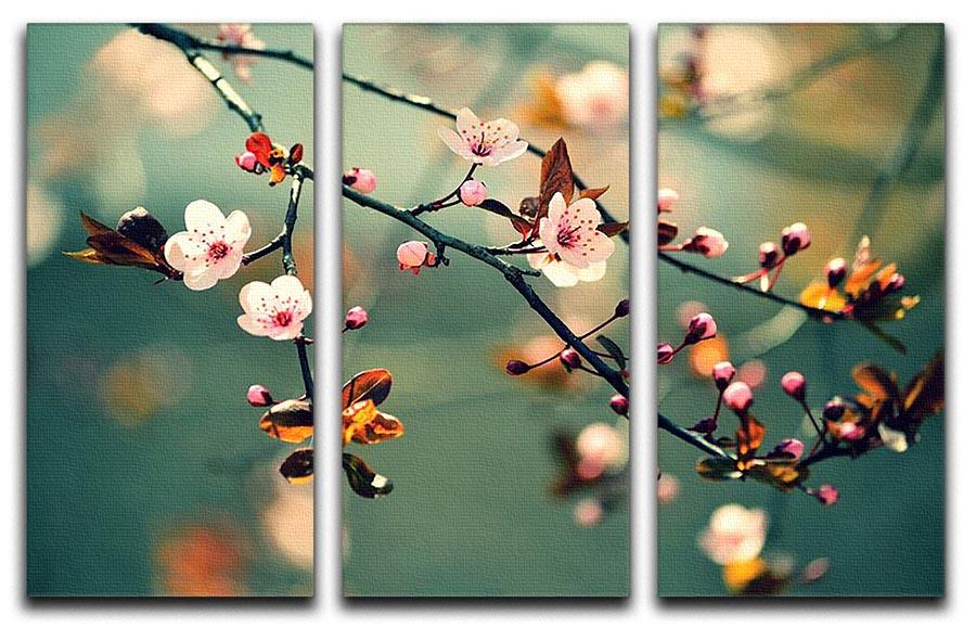 Beautiful flowering Japanese cherry 3 Split Panel Canvas Print - Canvas Art Rocks - 1