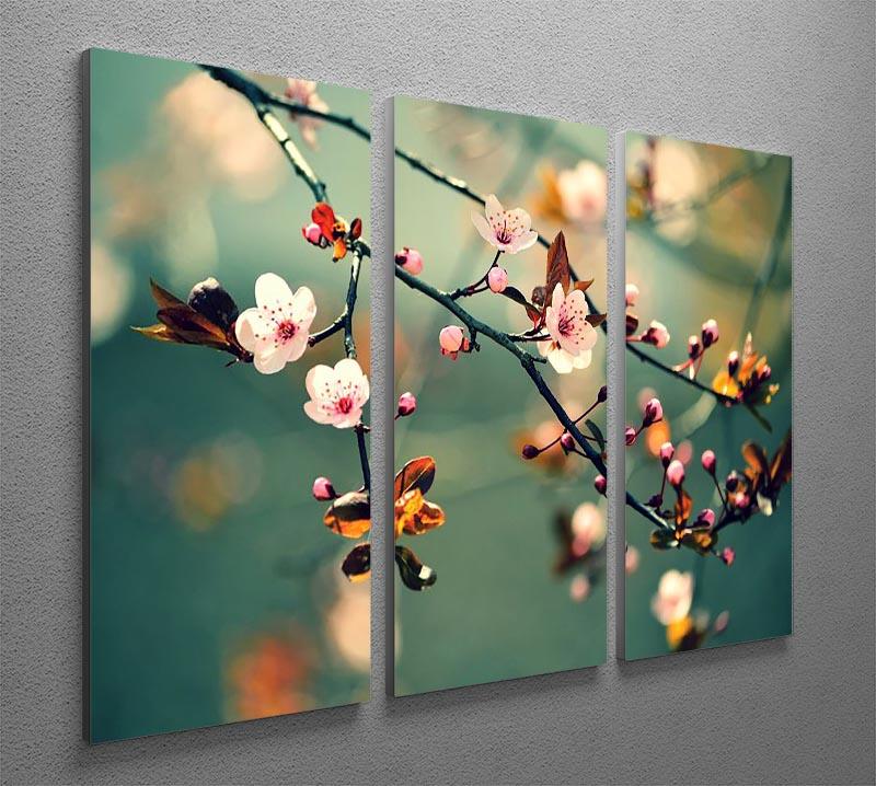 Beautiful flowering Japanese cherry 3 Split Panel Canvas Print - Canvas Art Rocks - 2