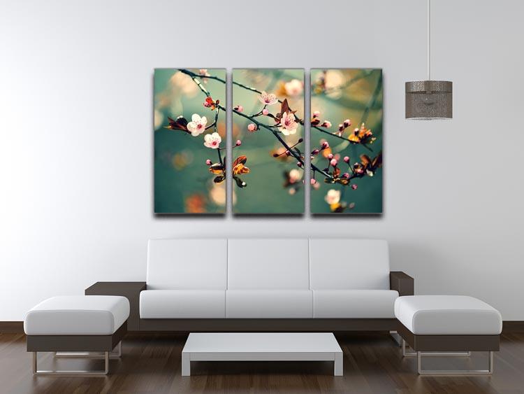Beautiful flowering Japanese cherry 3 Split Panel Canvas Print - Canvas Art Rocks - 3