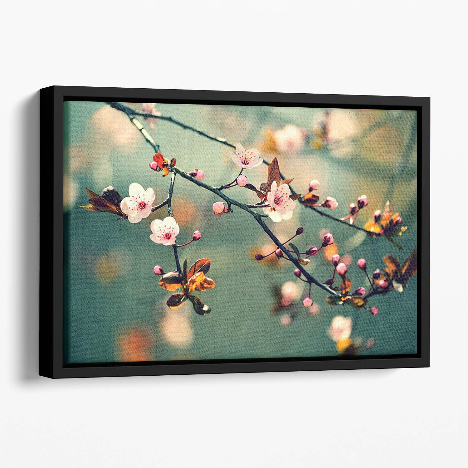 Beautiful flowering Japanese cherry Floating Framed Canvas