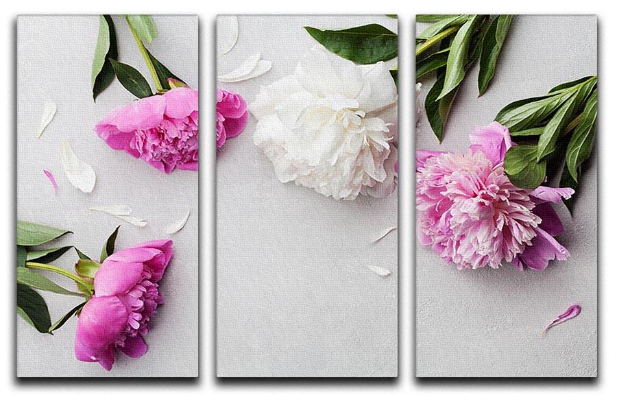 Beautiful pink and white peony flowers 3 Split Panel Canvas Print - Canvas Art Rocks - 1