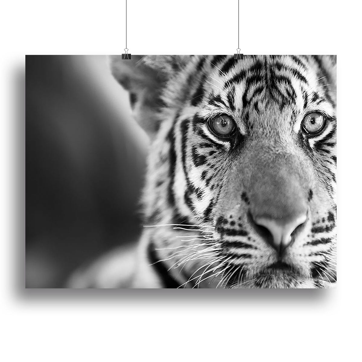 Beautiful young tiger Canvas Print or Poster - Canvas Art Rocks - 2