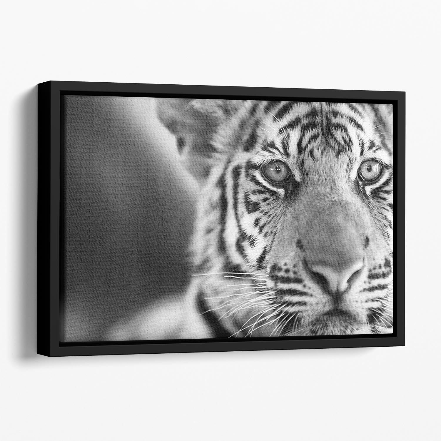 Beautiful young tiger Floating Framed Canvas - Canvas Art Rocks - 1