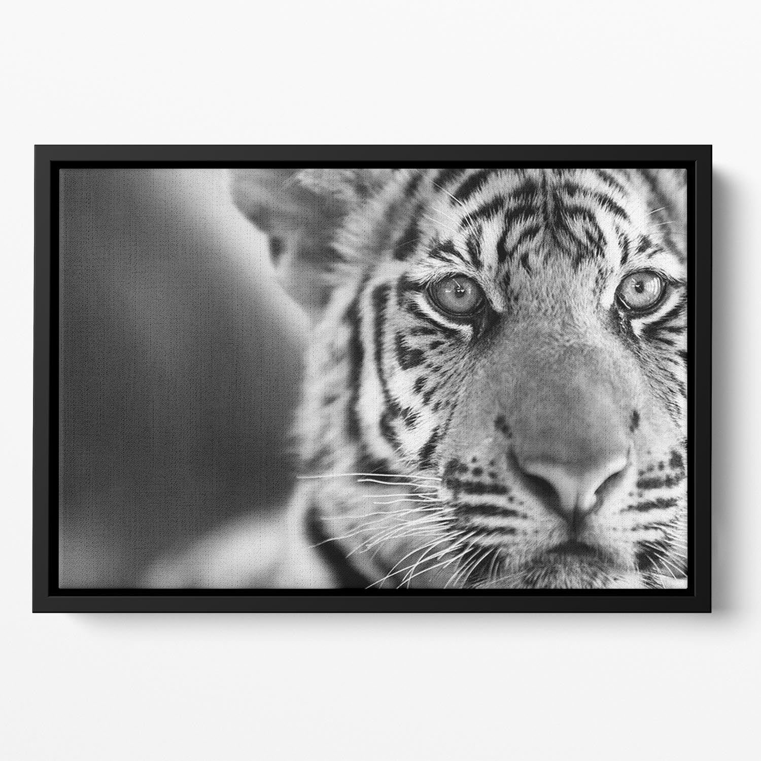 Beautiful young tiger Floating Framed Canvas - Canvas Art Rocks - 2