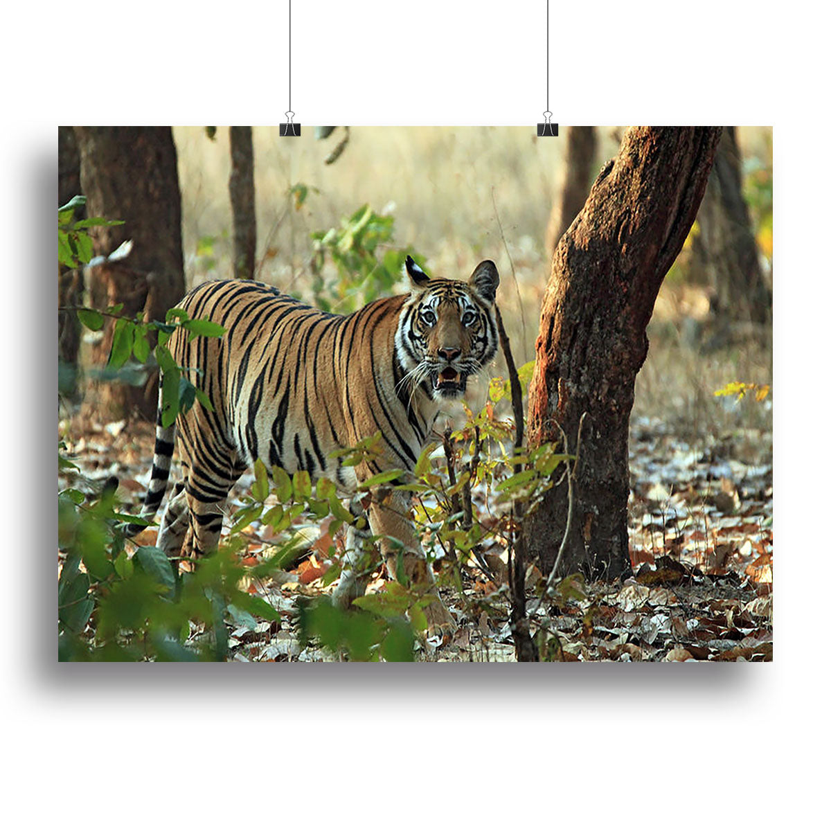 Bengal Tiger Canvas Print or Poster - Canvas Art Rocks - 2