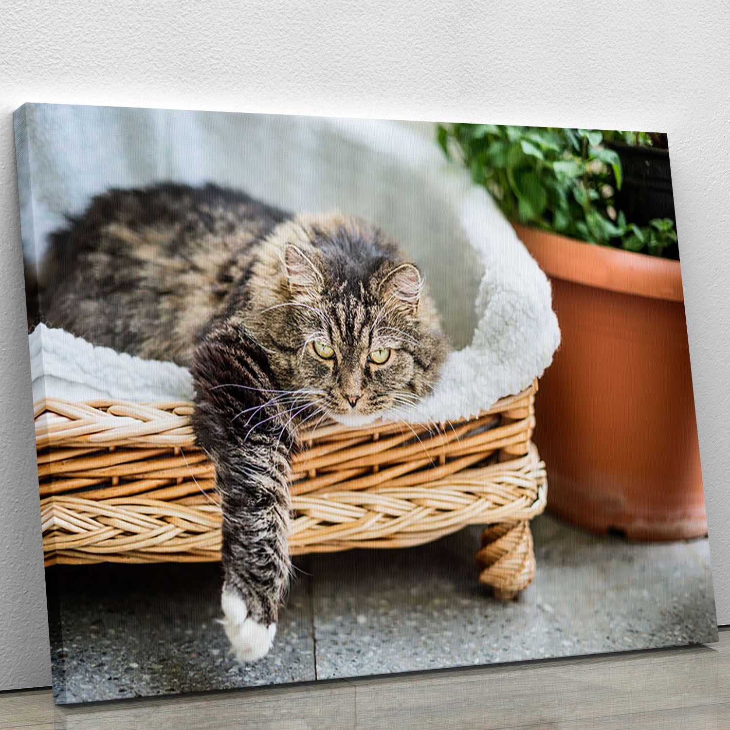Big fluffy cat lying in wicker chaise sofa couch on balcony or garden terrace with flowers pot Canvas Print or Poster - Canvas Art Rocks - 1