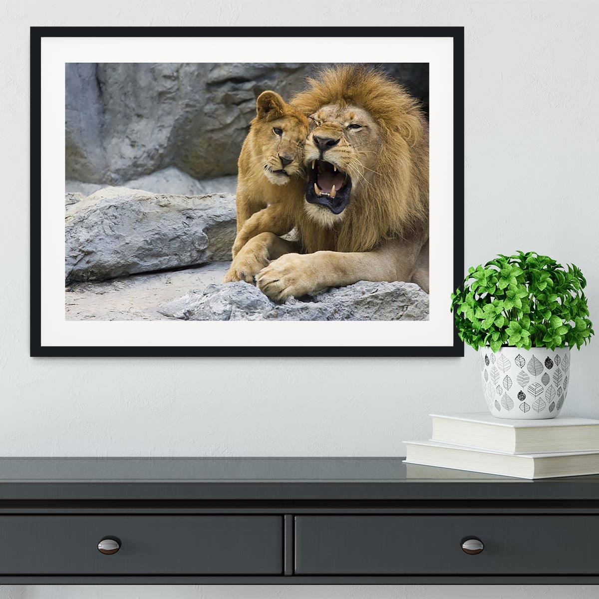 Big lion father and his son playing Framed Print - Canvas Art Rocks - 1