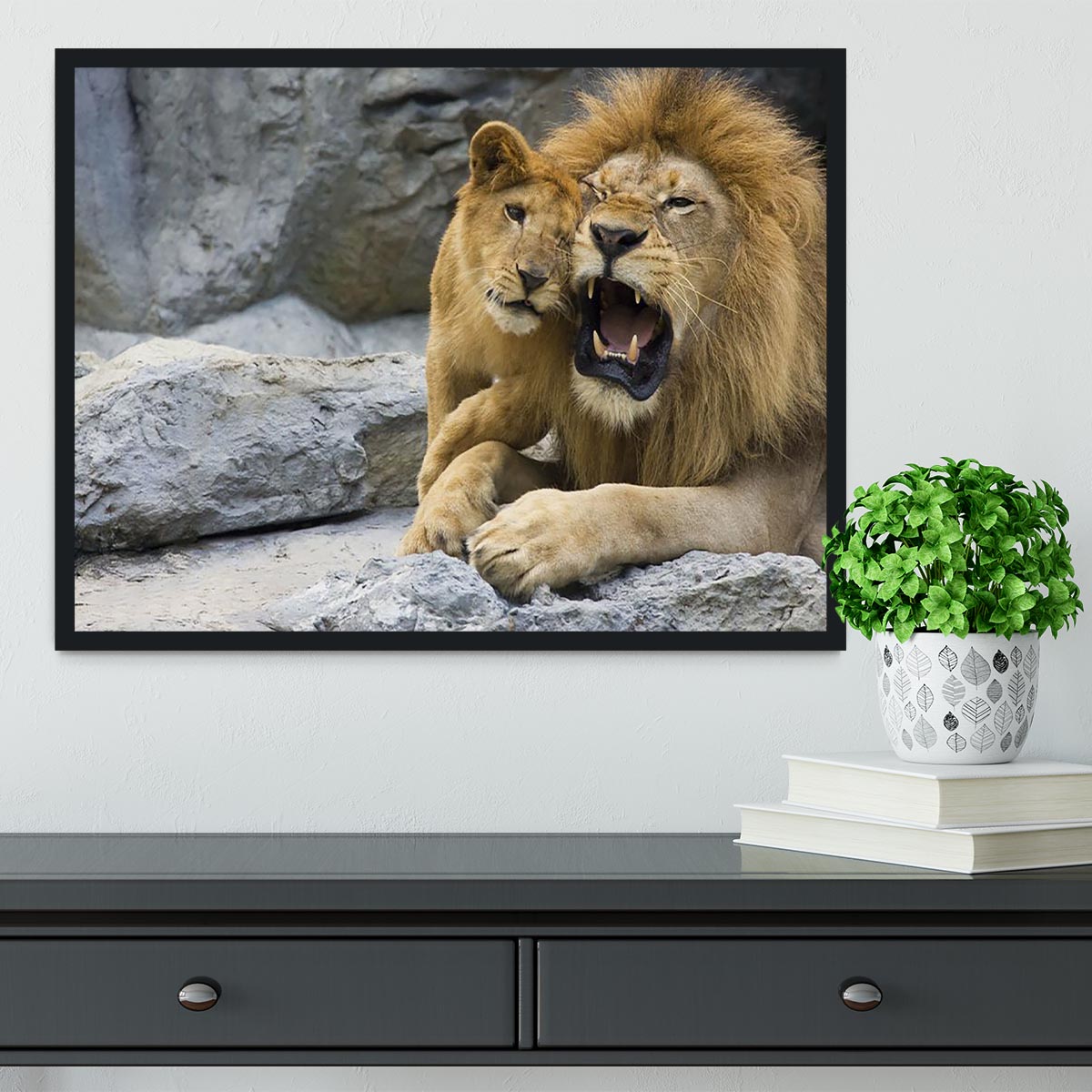 Big lion father and his son playing Framed Print - Canvas Art Rocks - 2