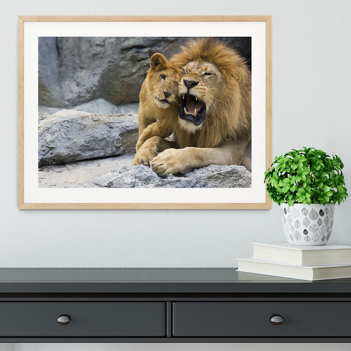 Big lion father and his son playing Framed Print - Canvas Art Rocks - 3