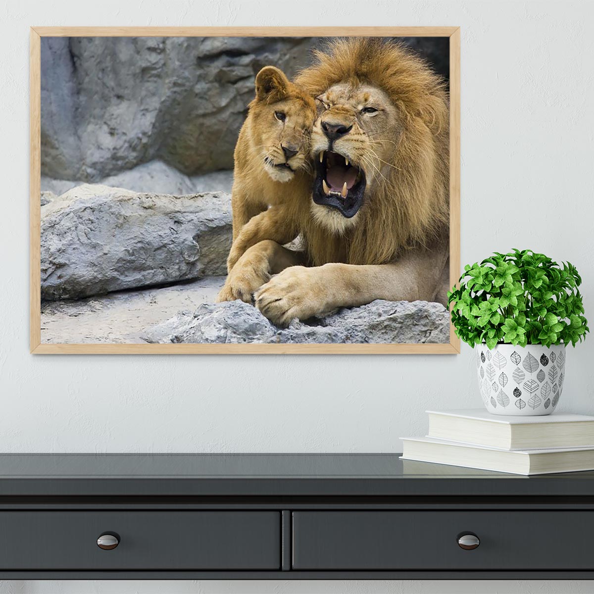 Big lion father and his son playing Framed Print - Canvas Art Rocks - 4