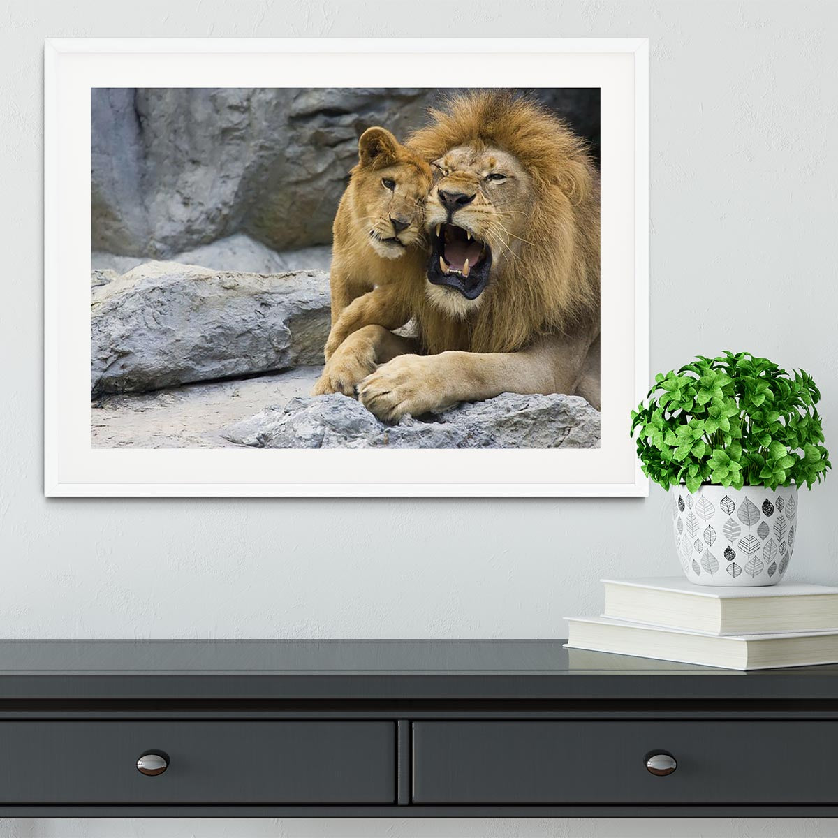 Big lion father and his son playing Framed Print - Canvas Art Rocks - 5