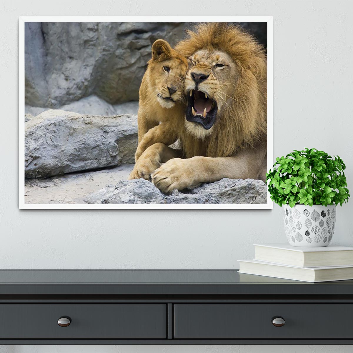 Big lion father and his son playing Framed Print - Canvas Art Rocks -6
