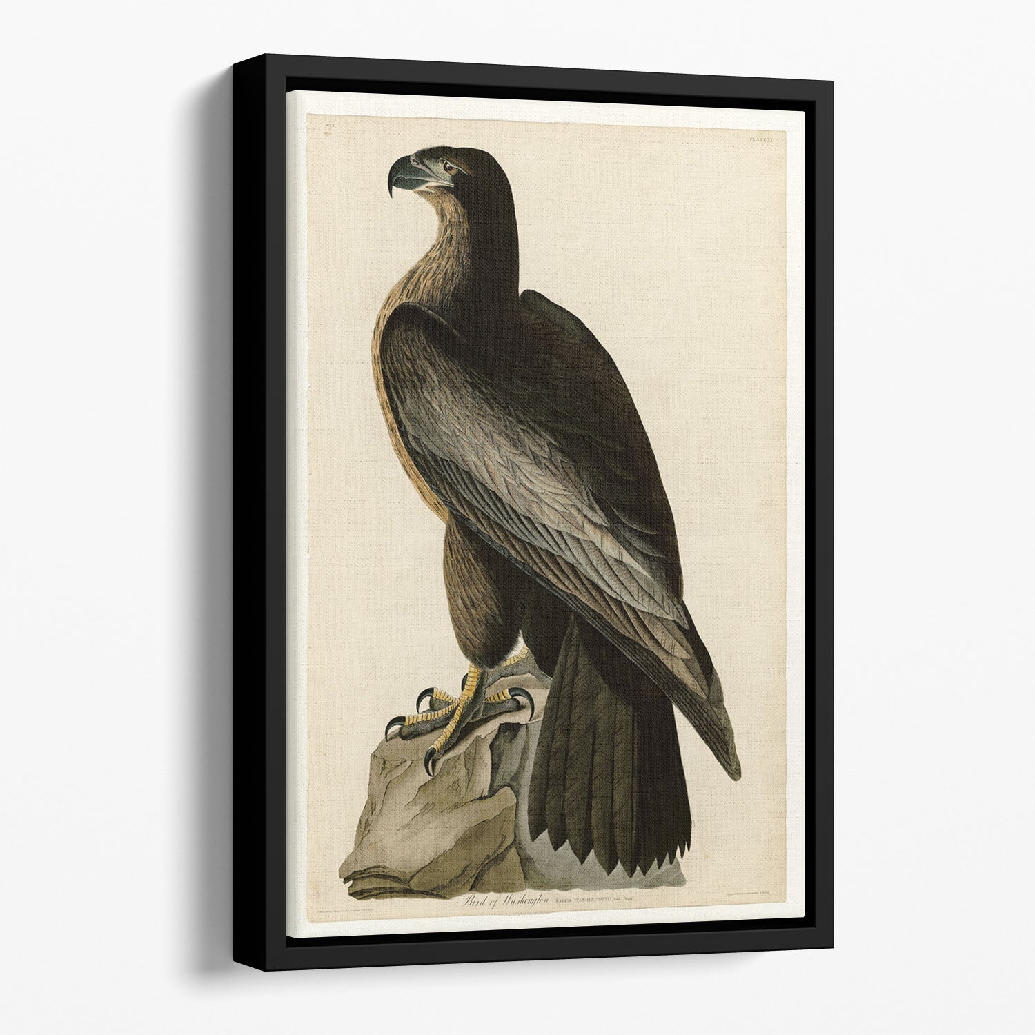 Bird of Washington by Audubon Floating Framed Canvas