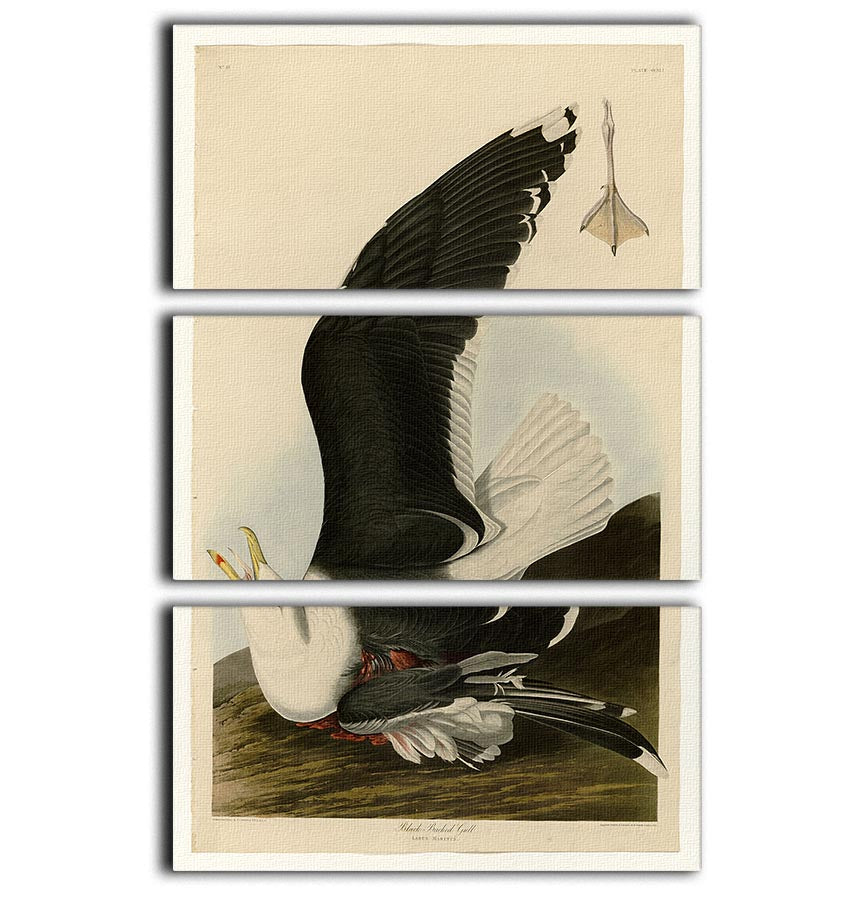 Black Backed Gull by Audubon 3 Split Panel Canvas Print - Canvas Art Rocks - 1