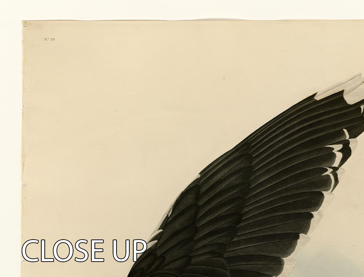 Black Backed Gull by Audubon 3 Split Panel Canvas Print - Canvas Art Rocks - 3