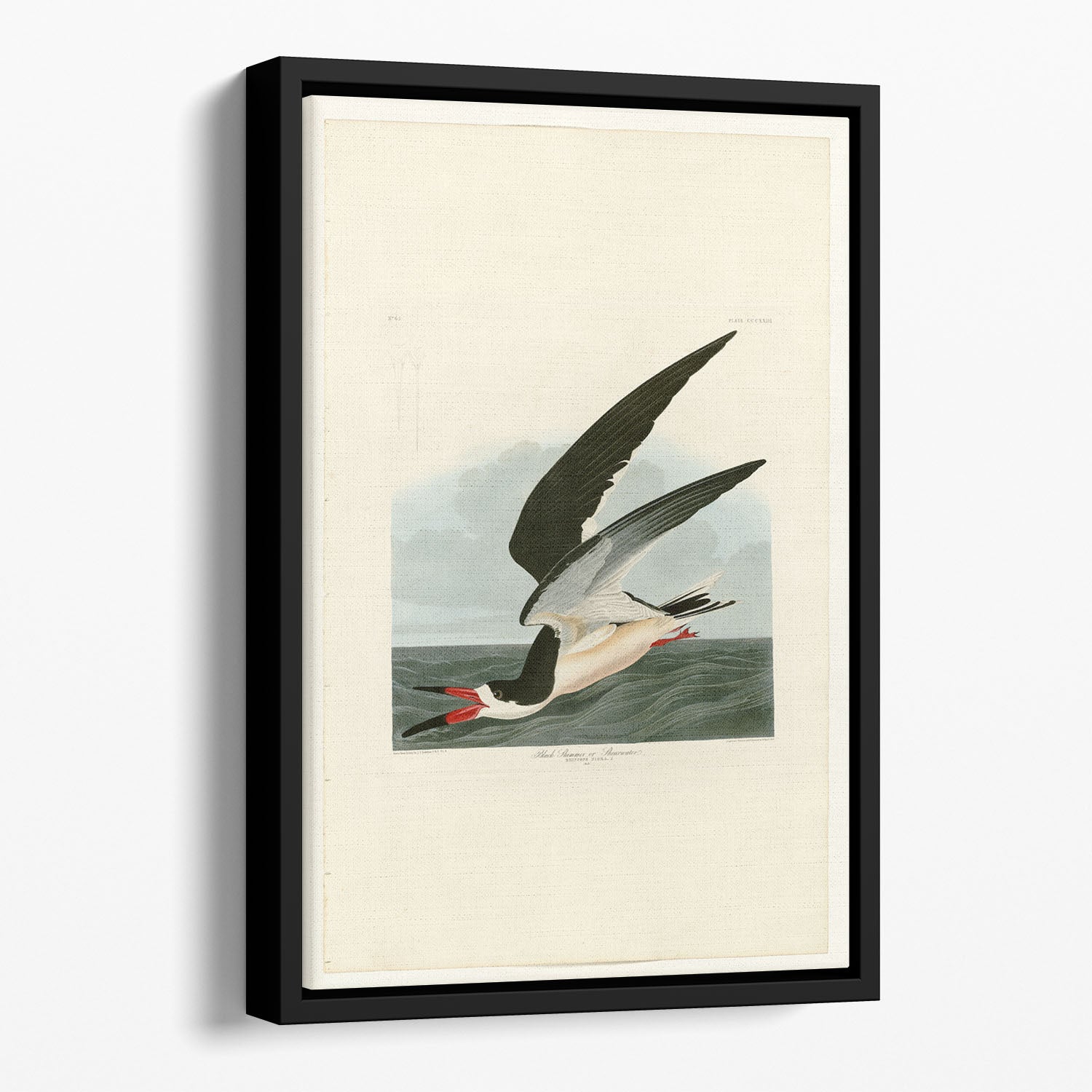 Black Skimmer by Audubon Floating Framed Canvas