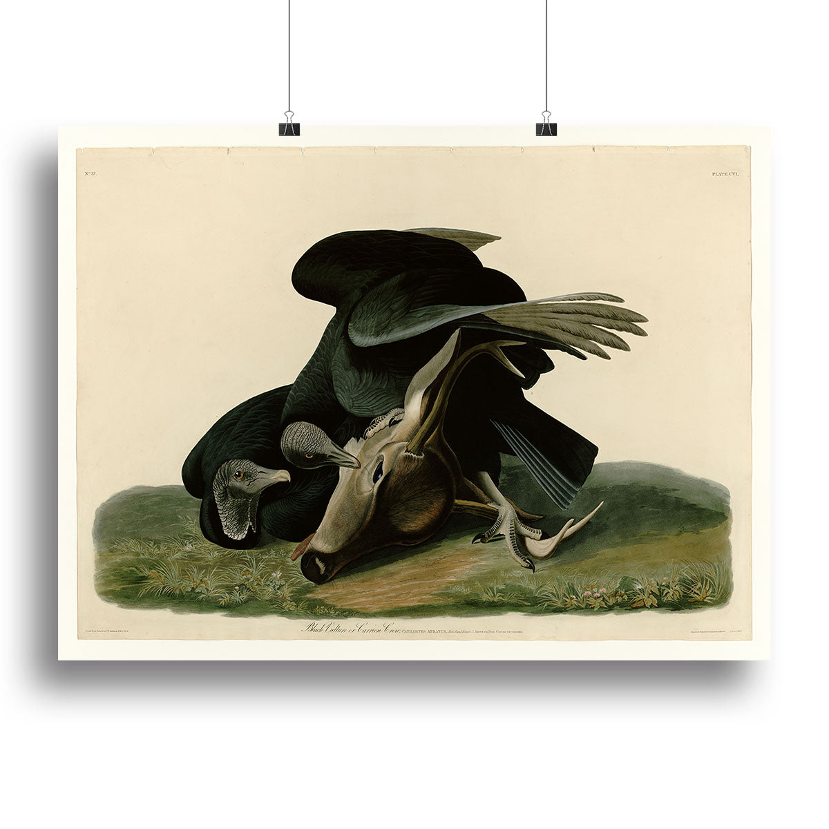 Black Vulture by Audubon Canvas Print or Poster - Canvas Art Rocks - 2